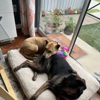 North Durham Animal Hospital ico
