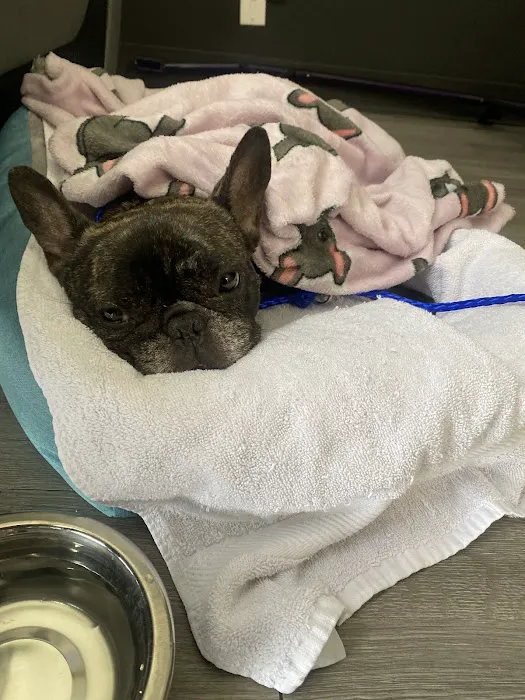 North Durham Animal Hospital Picture 10