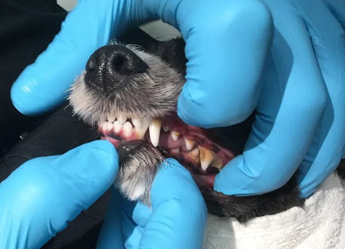 Animal Hospital & Dental Clinic Picture 3