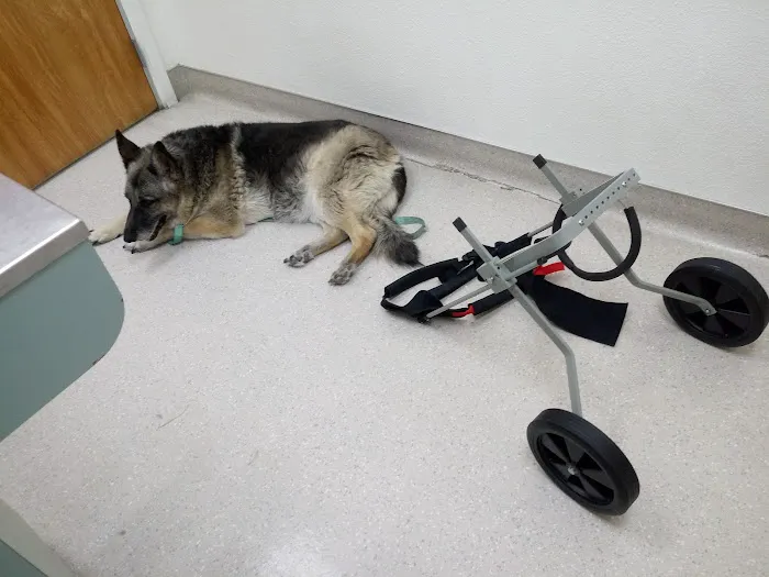 Animal Hospital & Dental Clinic Picture 6