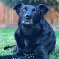 Woodward Pet Hospital ico