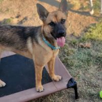 Alta Animal Hospital: Sran N S DVM ico