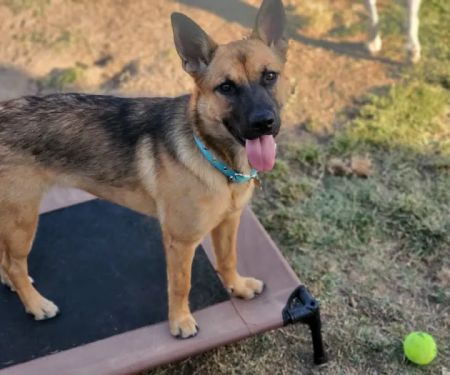 Alta Animal Hospital: Sran N S DVM