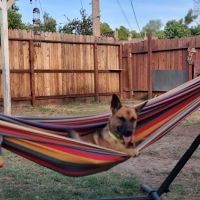 Alta Animal Hospital ico