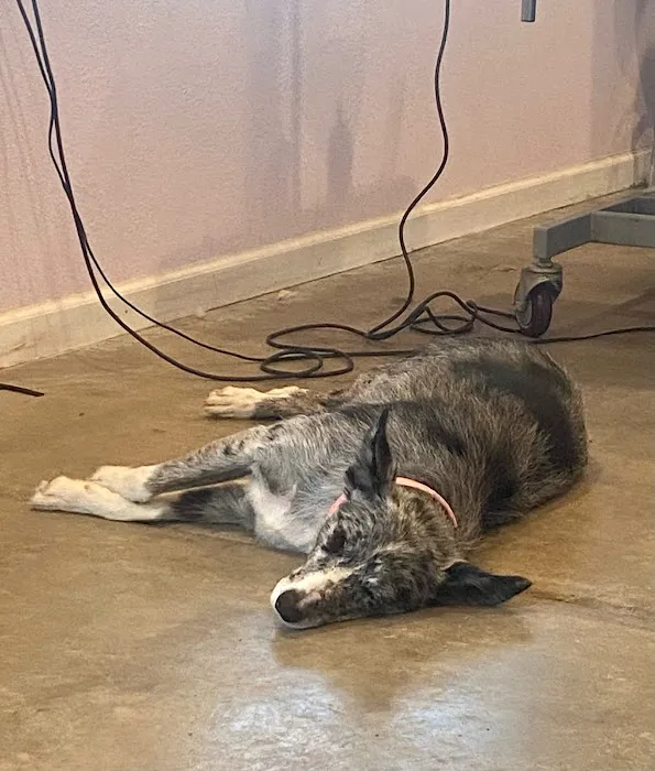 Alta Animal Hospital Picture 8