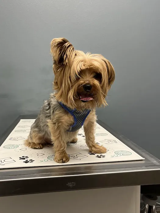 Sunnyside Pet Hospital Picture 4
