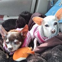 Sunnyside Pet Hospital ico