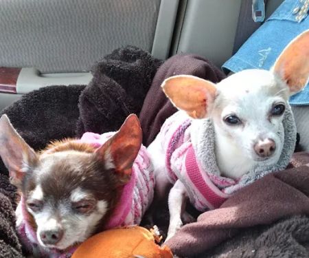 Sunnyside Pet Hospital