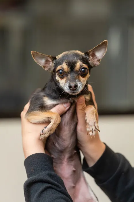 Sunnyside Pet Hospital Picture 3