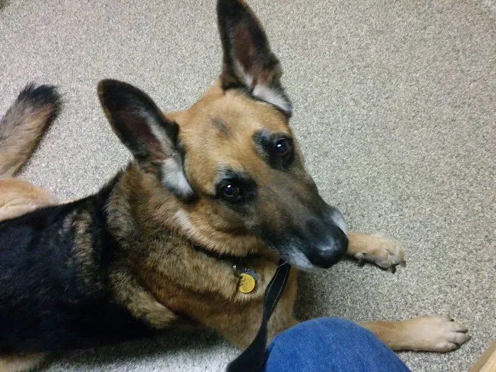 Sierra View Animal Hospital Picture 1