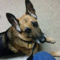 Sierra View Animal Hospital ico