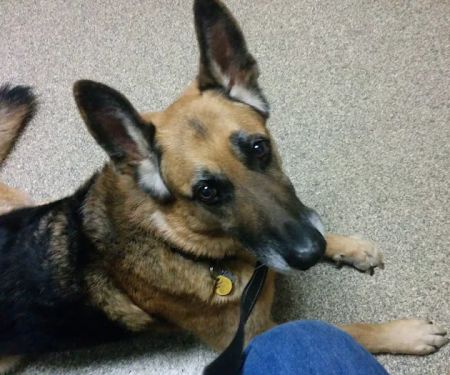 Sierra View Animal Hospital