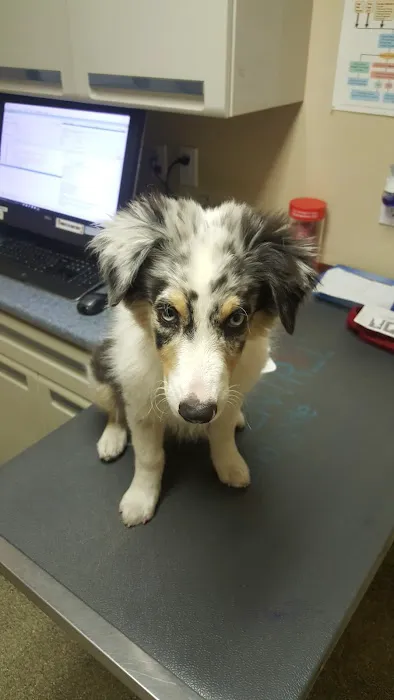 Sierra View Animal Hospital Picture 8