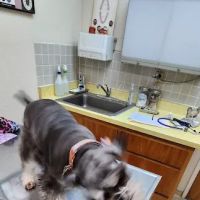 Northgate Pet Hospital ico