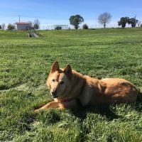Beloved Pet Mobile Vet ico
