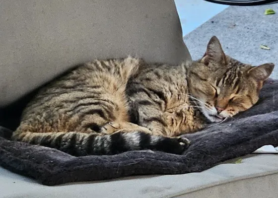 Beloved Pet Mobile Vet Picture 4