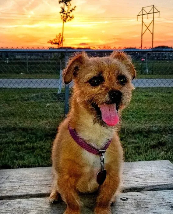 Beloved Pet Mobile Vet Picture 6