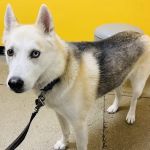 Banfield Pet Hospital