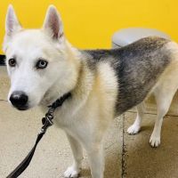 Banfield Pet Hospital ico