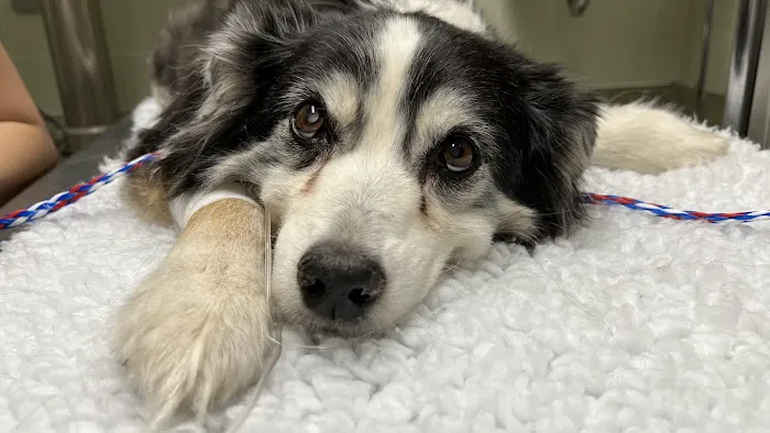 Banfield Pet Hospital Picture 5