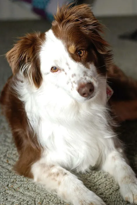 Banfield Pet Hospital Picture 9