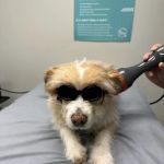 Thrive Animal Rehabilitation