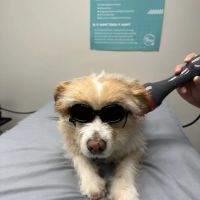 Thrive Animal Rehabilitation ico