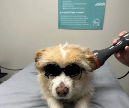 Thrive Animal Rehabilitation