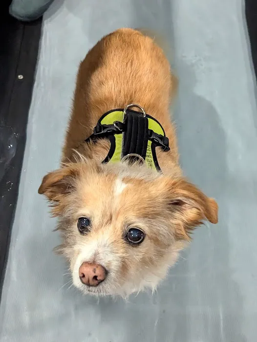 Thrive Animal Rehabilitation Picture 4