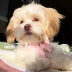 Sacramento Animal Hospital
