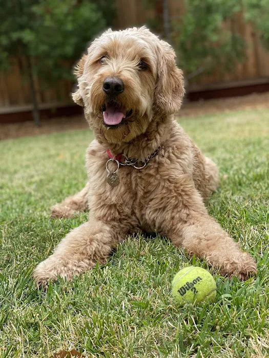 Sacramento Animal Hospital Picture 4