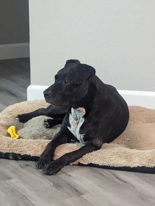 Sacramento Animal Hospital Picture 7