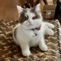 VIP Petcare Vaccination Clinic ico
