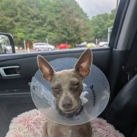 Animal Eye Care ico