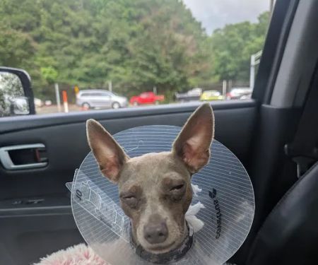 Animal Eye Care