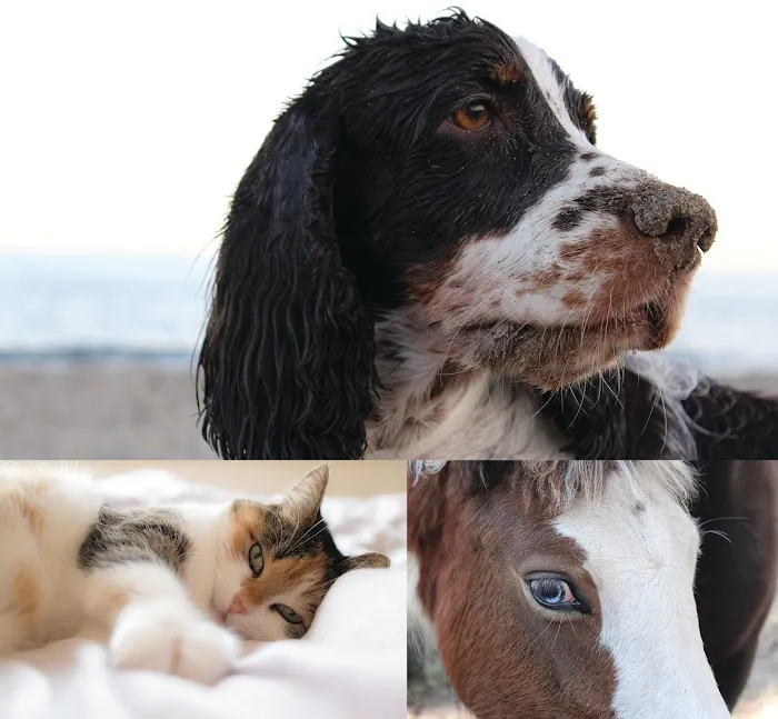 Animal Eye Care Picture 3