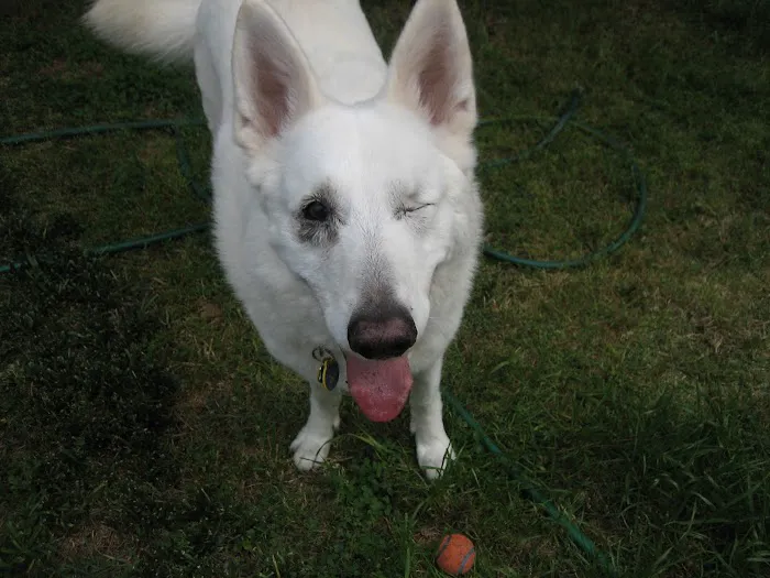 Animal Eye Care Picture 8