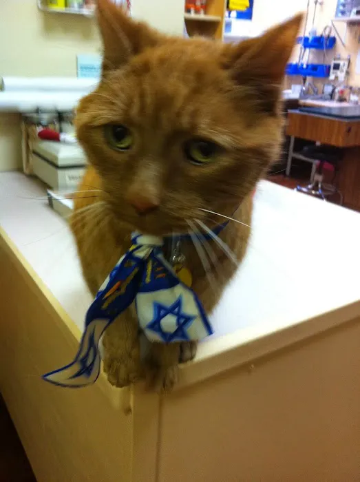 Veterinary Hospital of Virginia Beach Picture 4