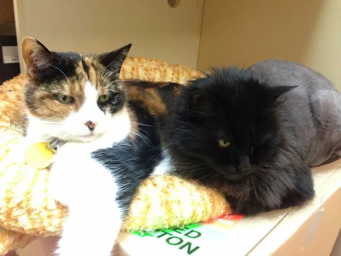 Veterinary Hospital of Virginia Beach Picture 5