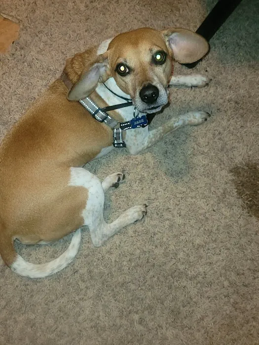 Banfield Pet Hospital Picture 9