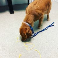 Strawbridge Animal Care ico