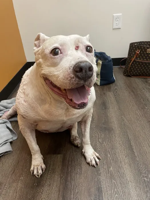 CityVet | Red Mill + Urgent Care Picture 4