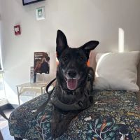 CityVet | Red Mill + Urgent Care ico