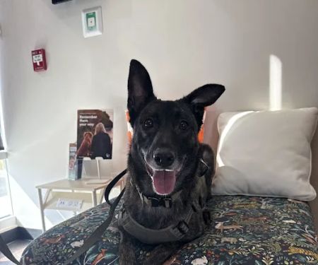CityVet | Red Mill + Urgent Care