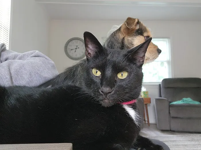 CityVet | Red Mill + Urgent Care Picture 2