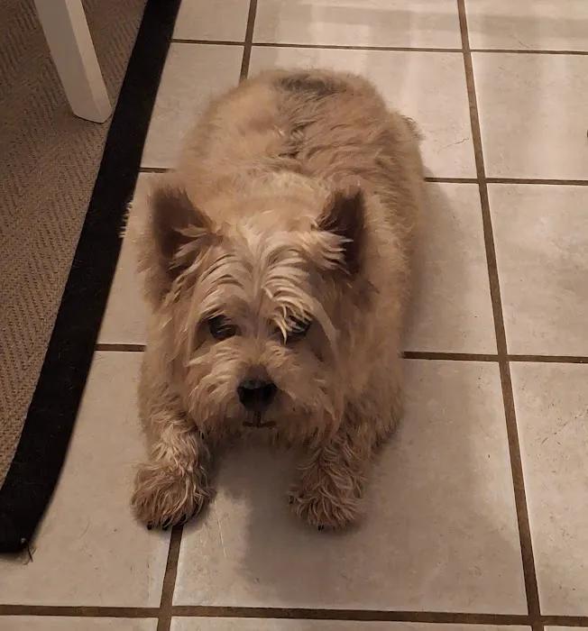 CityVet | Red Mill + Urgent Care Picture 6