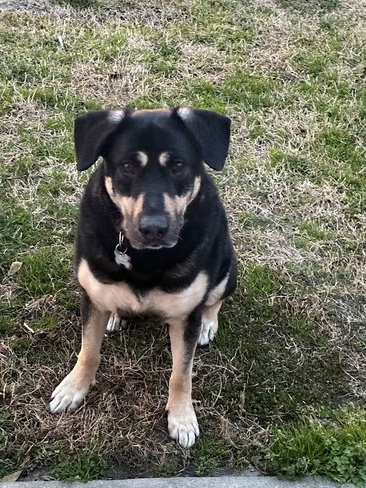 CityVet | Red Mill + Urgent Care Picture 8