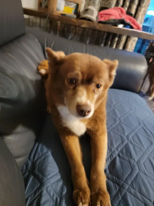 CityVet | Red Mill + Urgent Care Picture 10