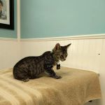 Great Neck Veterinary Clinic