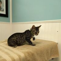Great Neck Veterinary Clinic ico